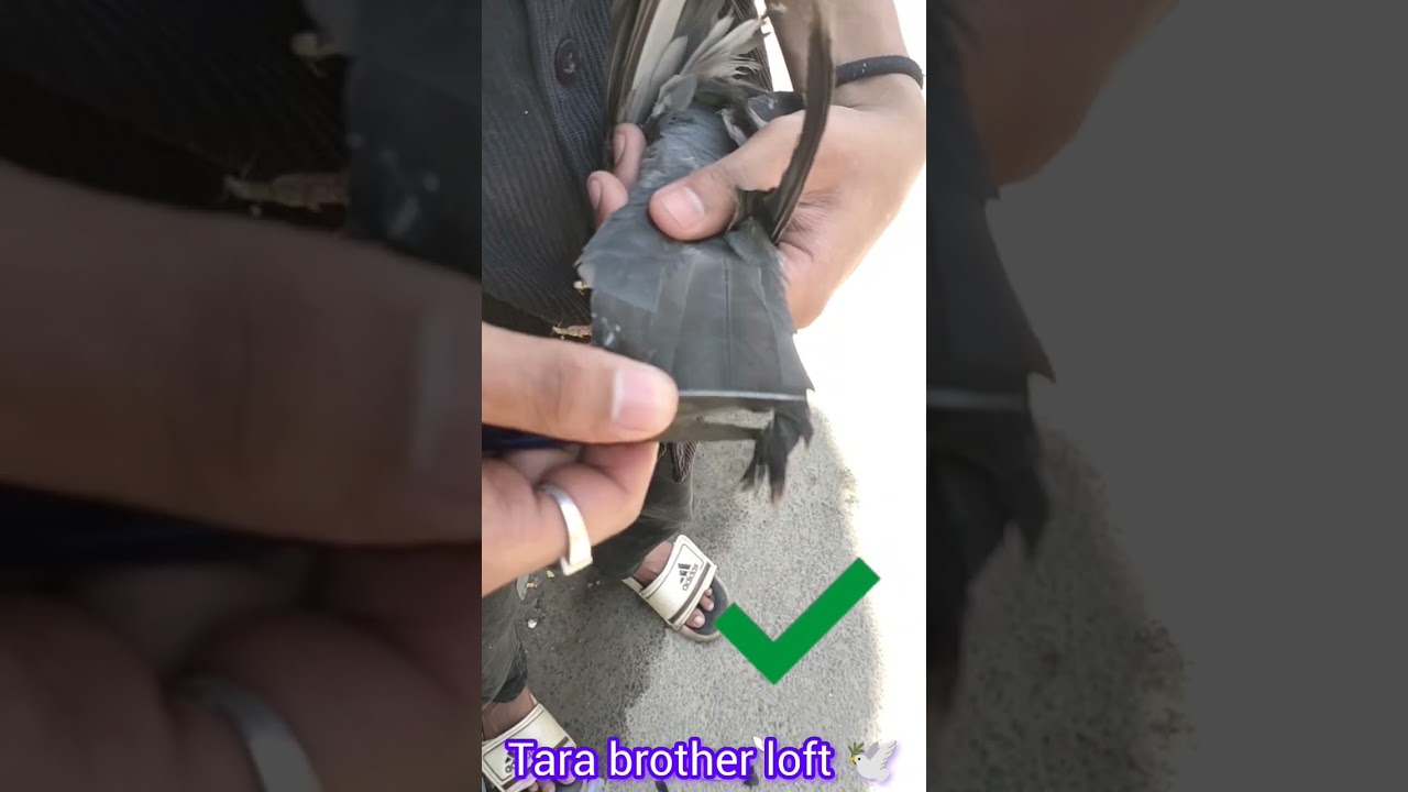 How to cut pigeon wing 🕊🧐#kabootar #bird#pigeonlove #status#viral#pigeon#lo #pigeonlover#kabutar#tag