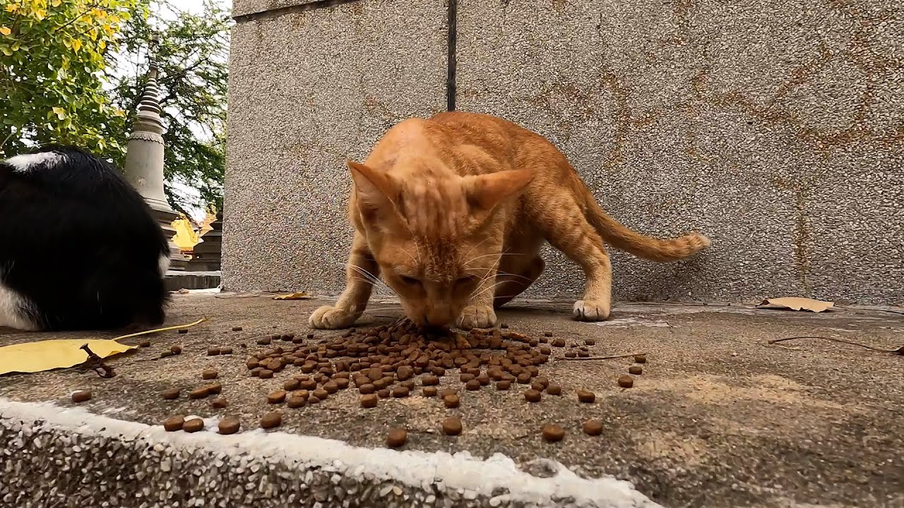 At here so many stray cats / feed hungry cats with me
