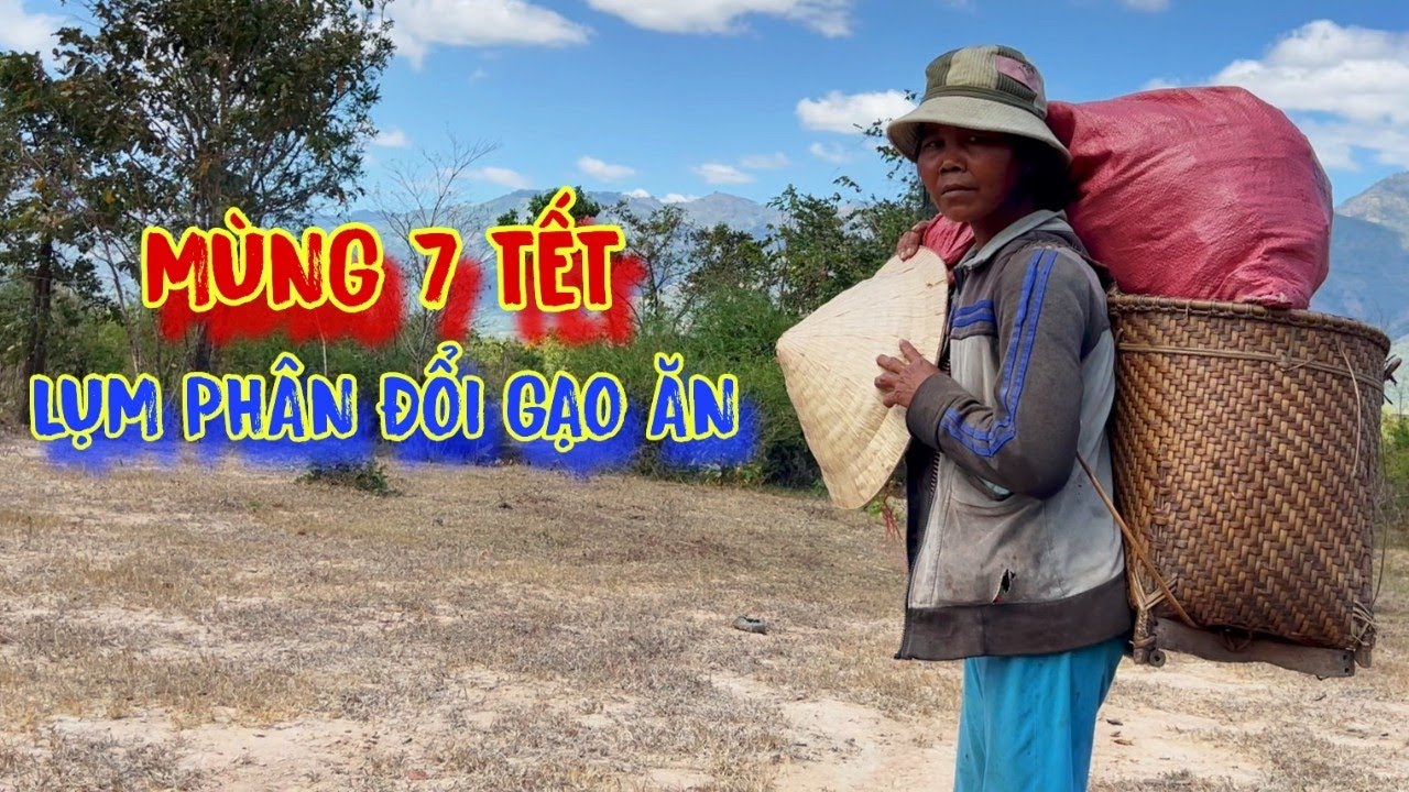MÙNG 7 TẾT lụm phân đổi gạo, TẾT của người nghèo, CƠM không đủ ăn - tập 966
