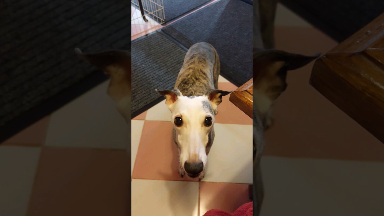 Kris The Talking Dog begging for breakfast 