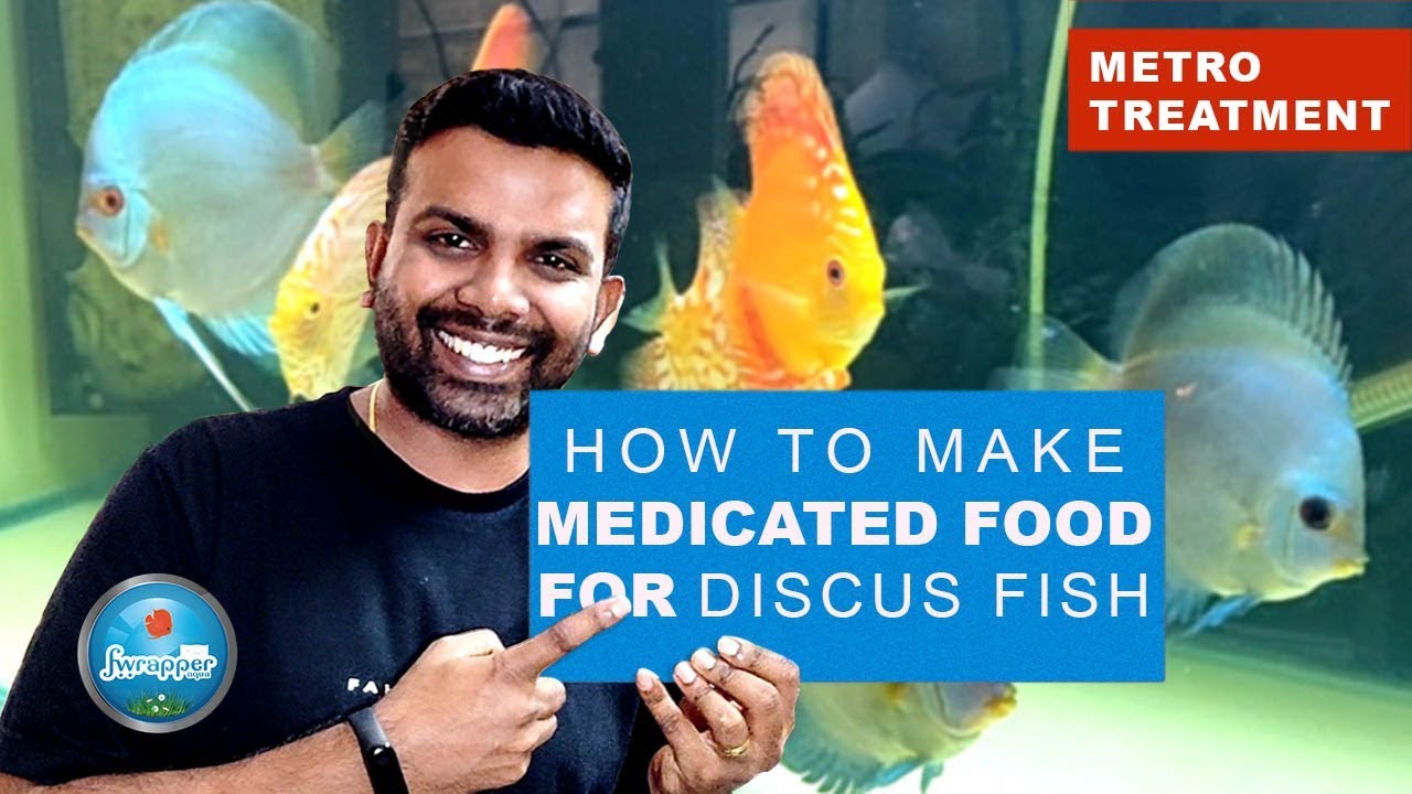 How To Make Medicated Food Discus Fish | Metro Treatment | Deworming  Discus Fish | HEX Treatment