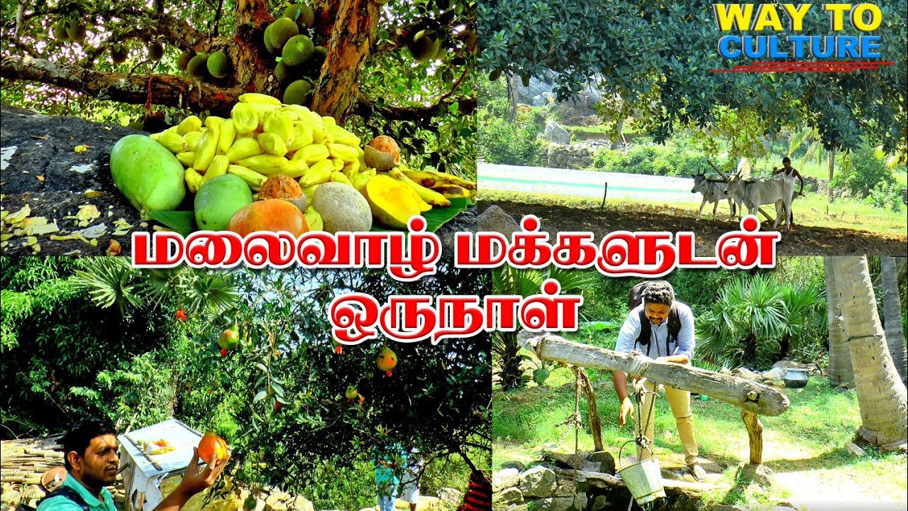 Palamalai hills people lifestyle/ பாலமலை மக்களுடன் ஒரு  நாள்