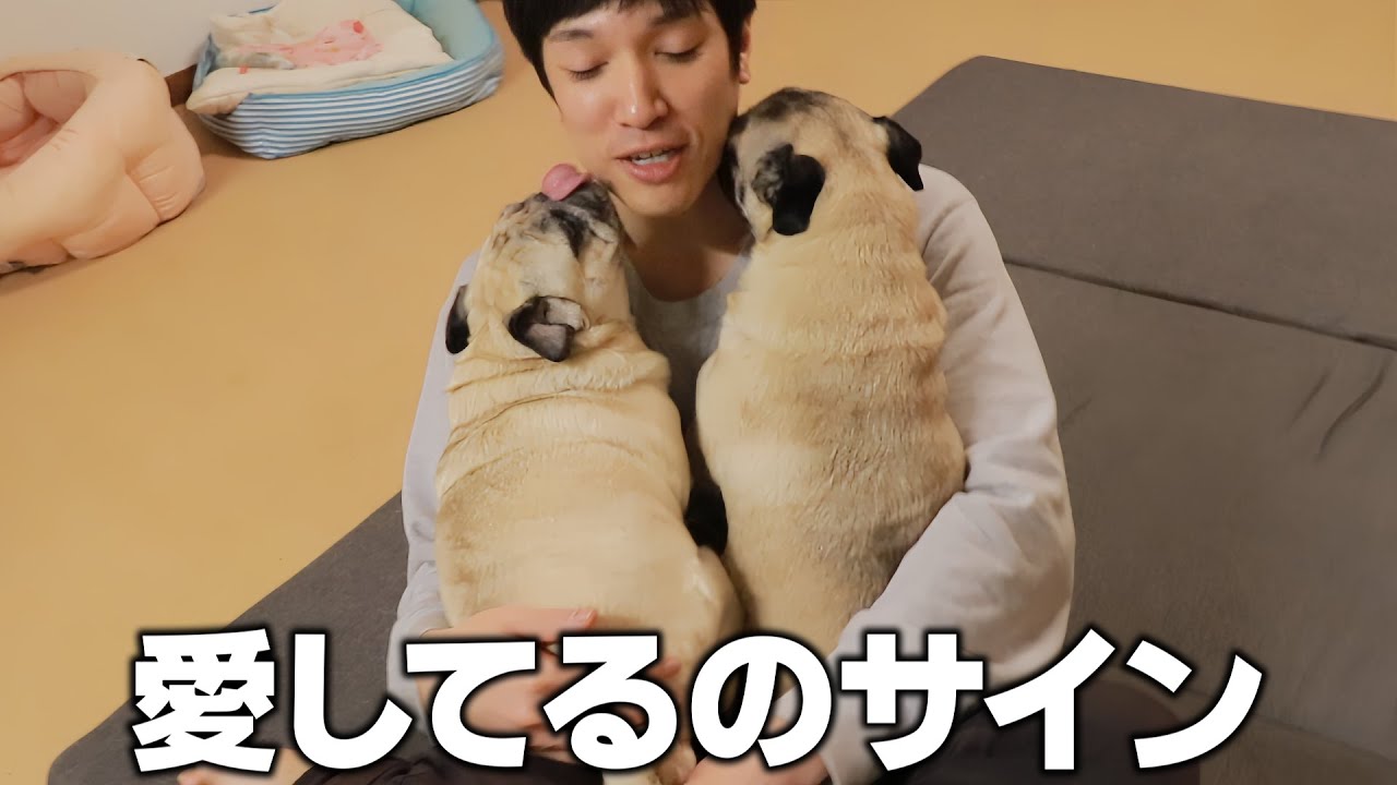 あなたはいくつ当てはまる？犬が飼い主を心から愛しているサイン８選