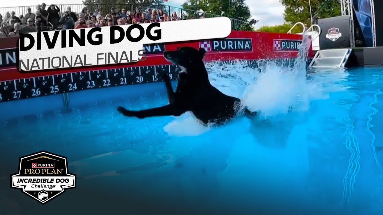Incredible Dog Challenge: Diving Dog National Finals | NBC Sports