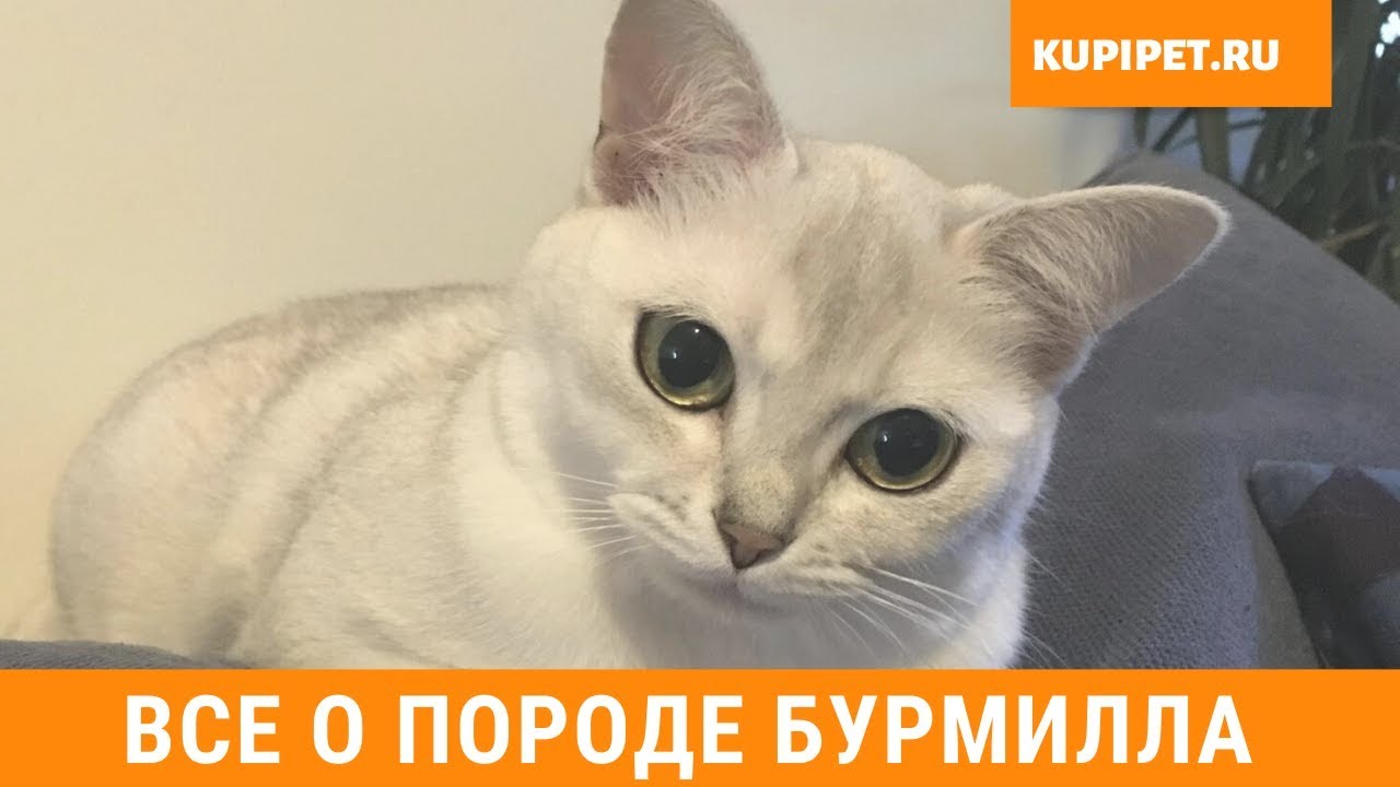 БУРМИЛЛА ВСЕ О ПОРОДЕ ИНТЕРЕСНЫЕ ФАКТЫ