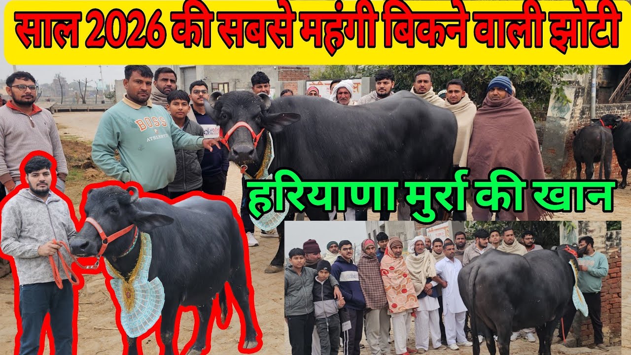 🔴 हरियाणा मुर्रा की खान 🔴 साल 2026 की अब तक की  सबसे महंगी बिकने वाली झोटी और किसने खरिदी 
