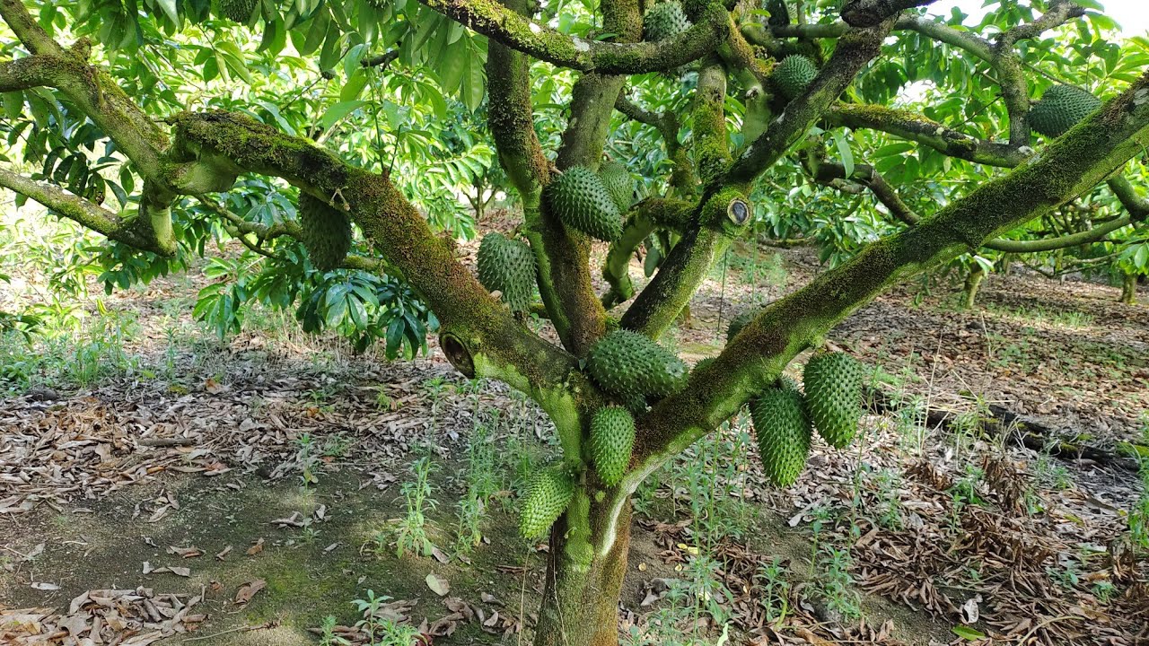 PODA DA GRAVIOLA - quando devo fazer?