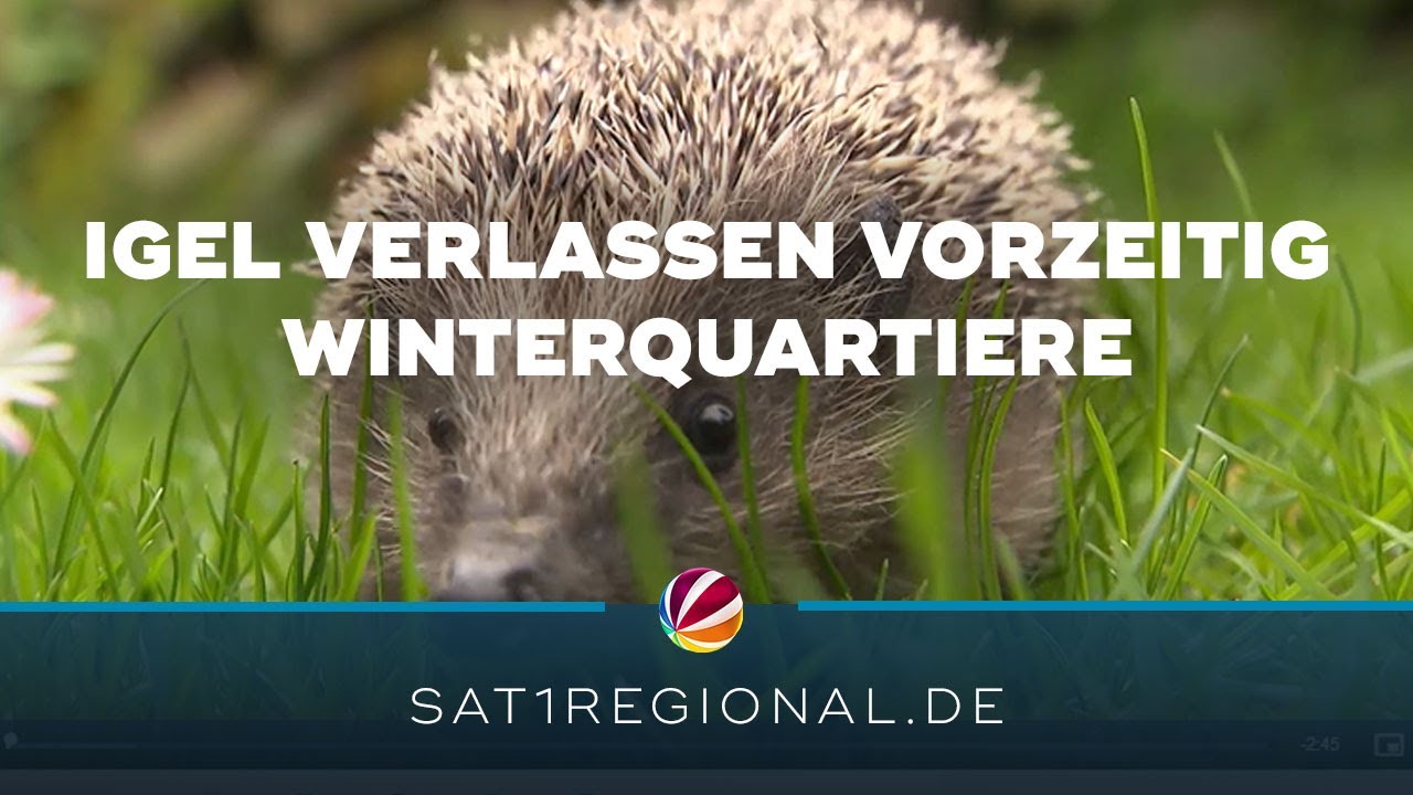 Igel verlassen vorzeitig Winterquartiere – Igel-Zentrum in Laatzen päppelt sie auf