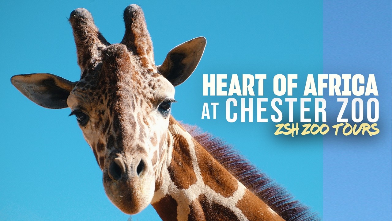 Chester Zoo Heart of Africa Tour | The UK's Largest Zoo Habitat!