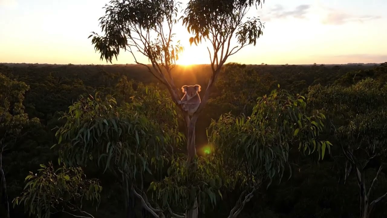A World Where Nature and Animals Live Together