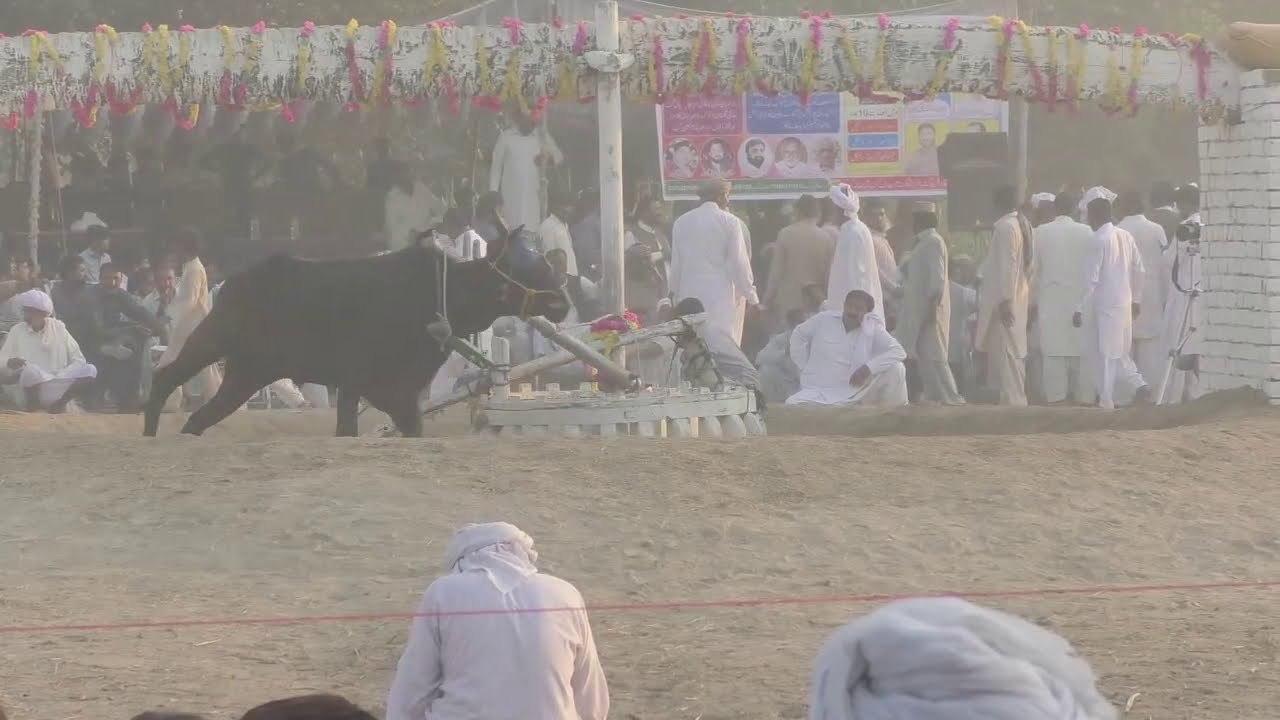 Bull door Training In Pakistan Layyah