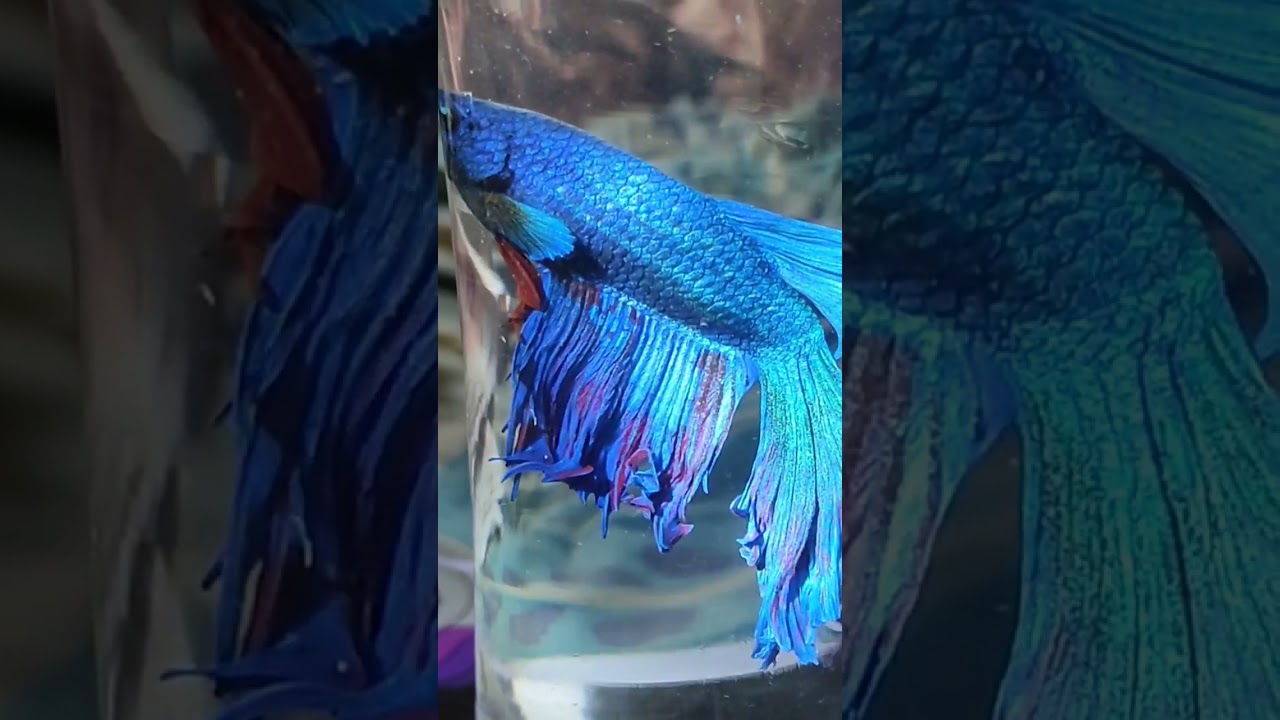Royal 💙 #bettafish #trending #shorts #betta #trendingshorts #short #bettahobby #bettaaquarium