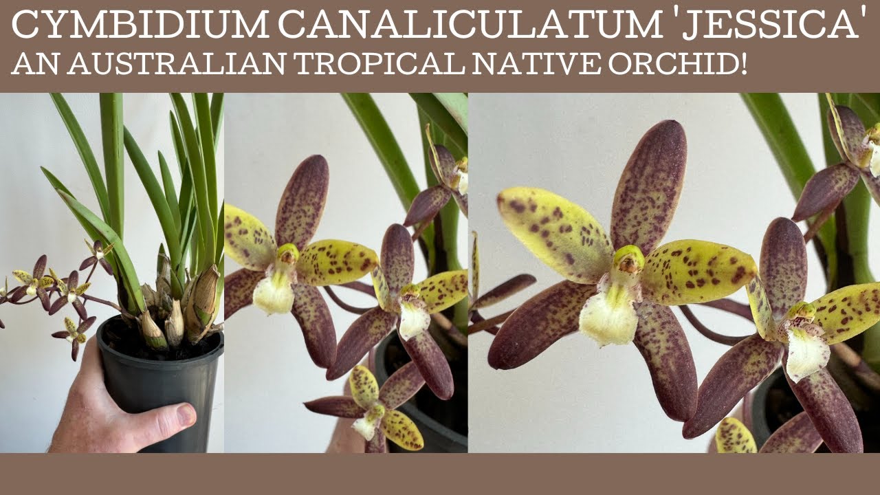 Cymbidium canaliculatum 'Jessica' — австралийская тропическая орхидея!