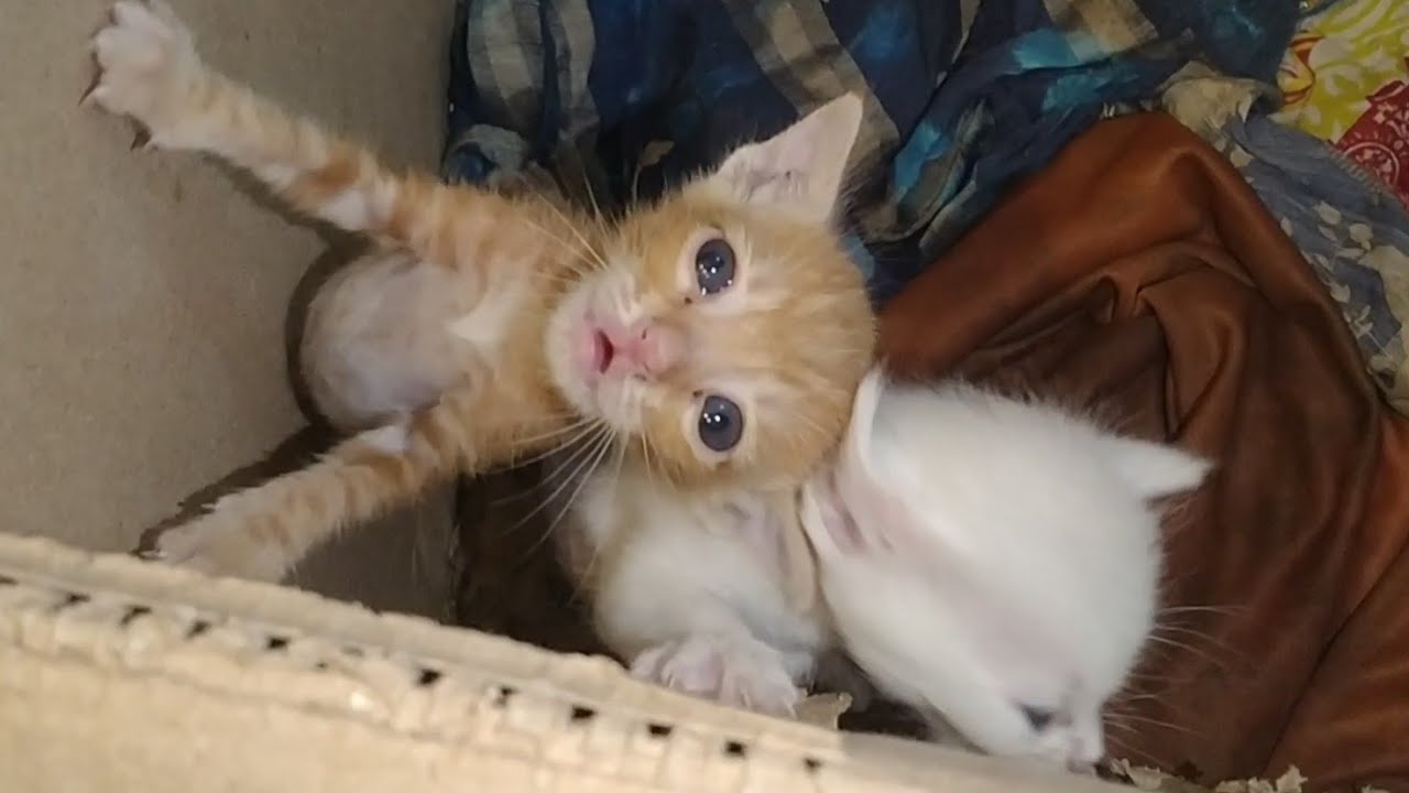 Rescue Kittens Are Hungry And Trying To Jump Out Of Their Box
