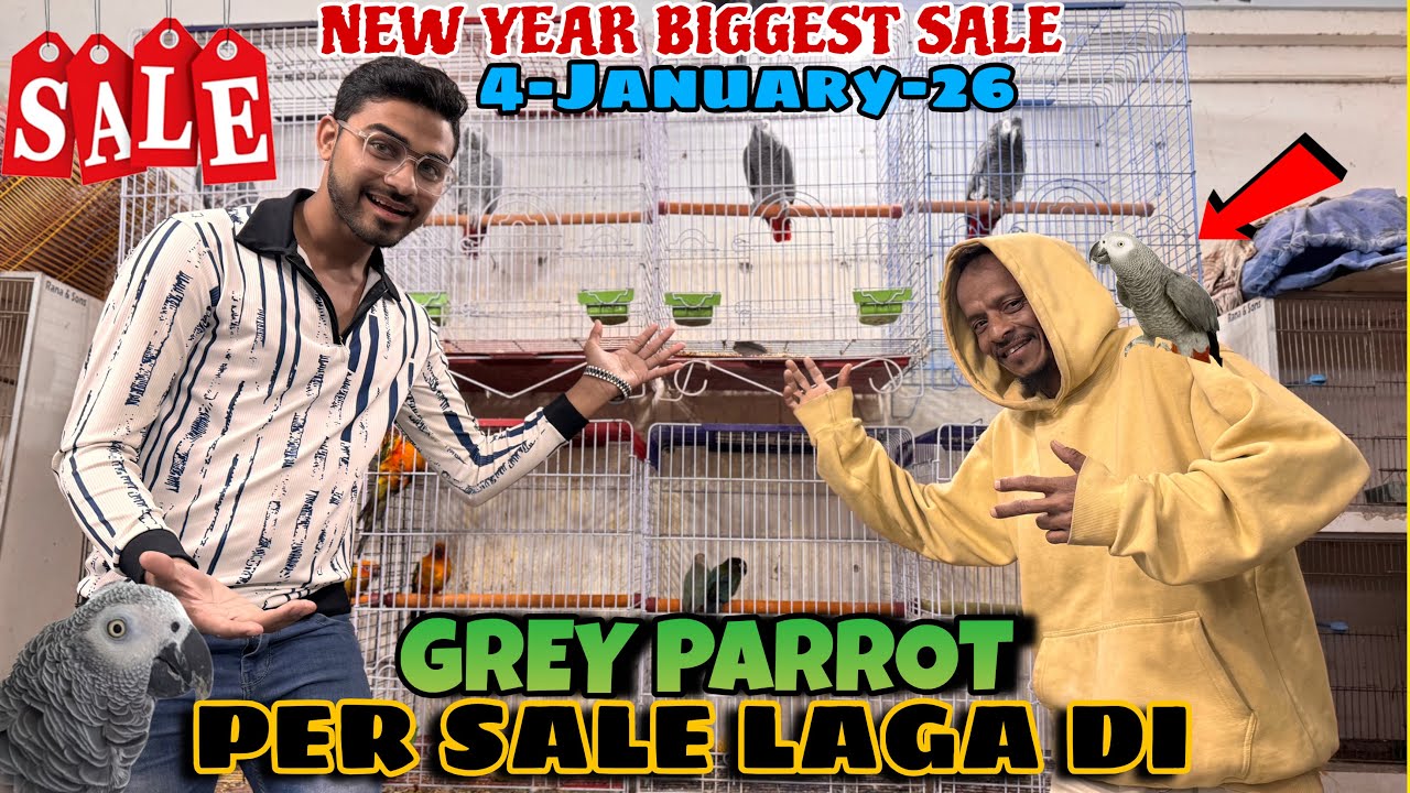 New year per Grey parrot ki sale laga di + shop update 4-January-26#Atozbirds❤️❤️👍subscribe