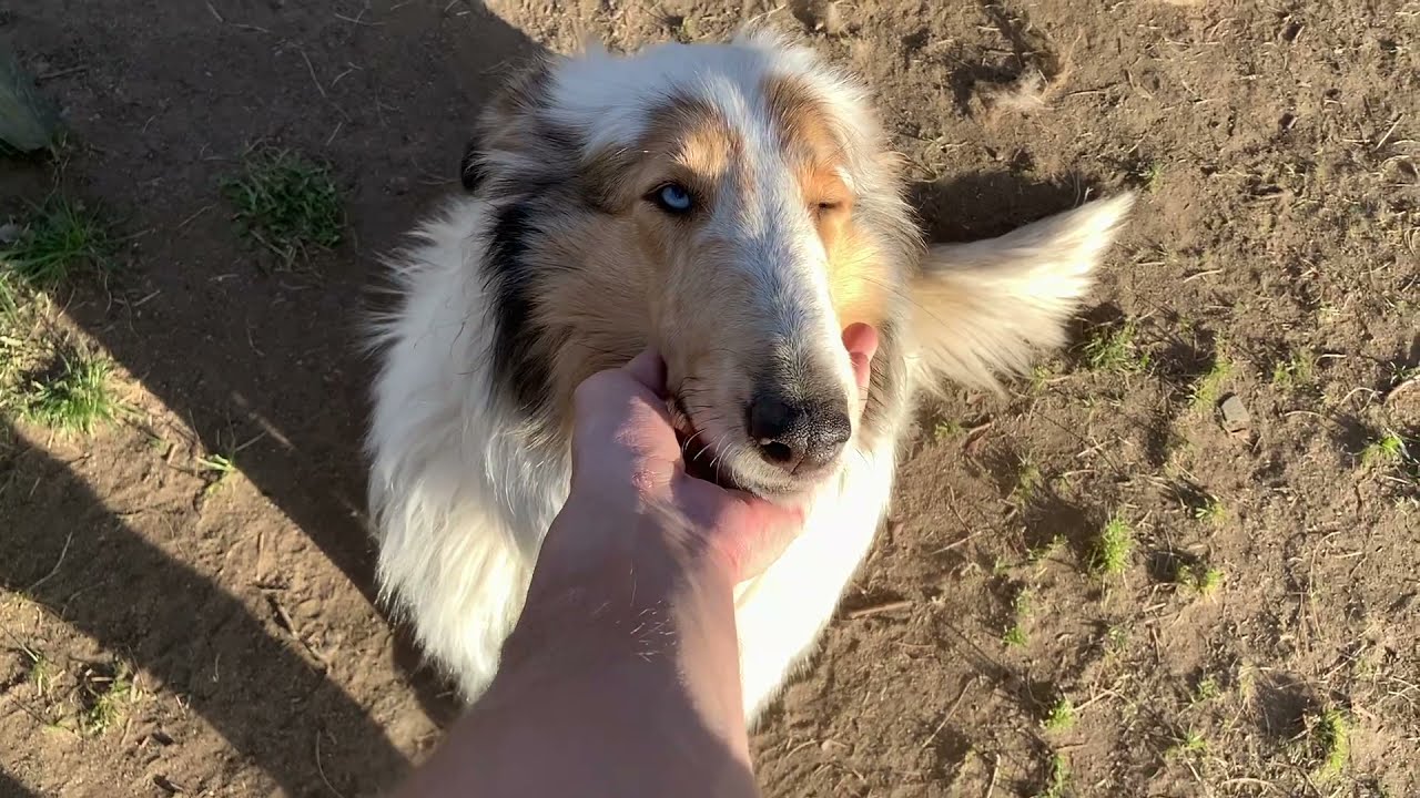 Snow Collies: getting to know the rough collie