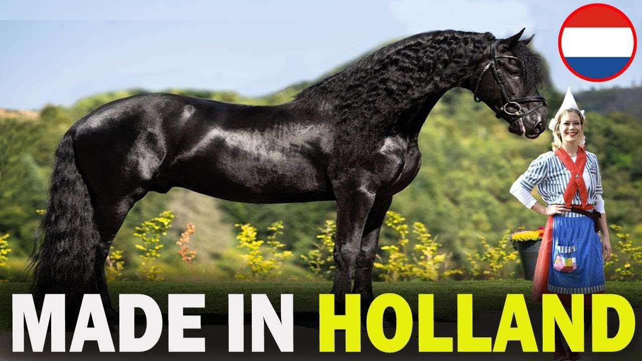 6 RARE Dutch Origin Horse Breeds You Don't Know About!!