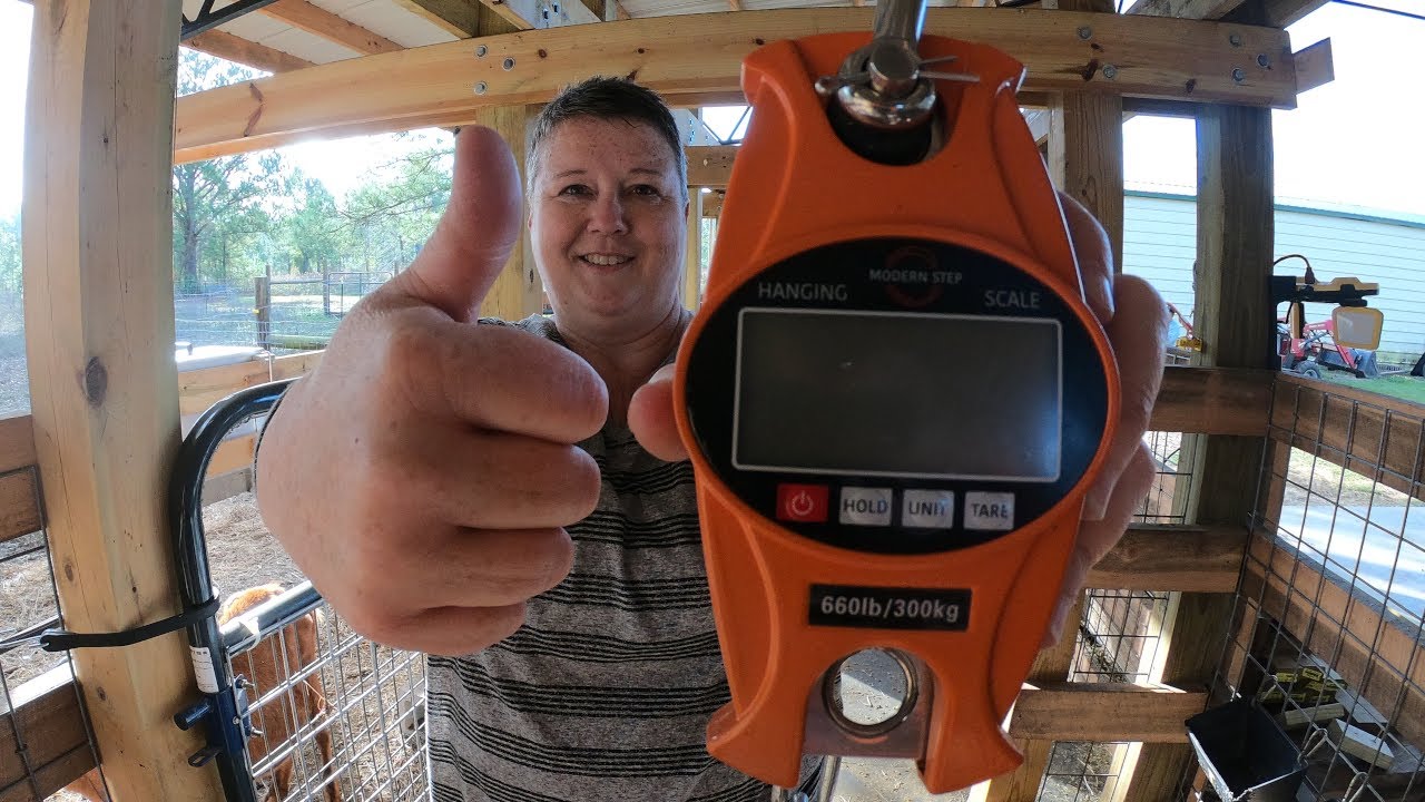 HOW TO WEIGH BABY TO ADULT GOATS - LaLa's equipment and process