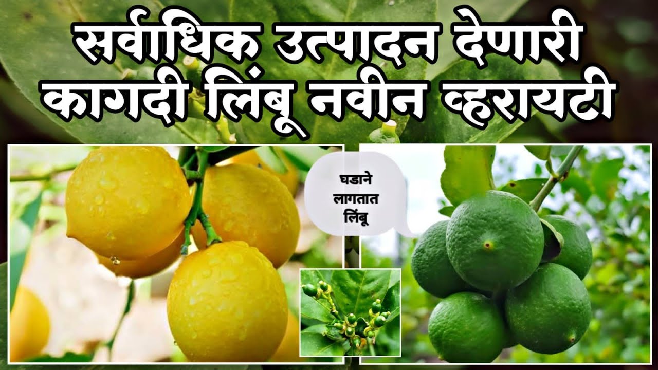 कागदी लिंबू नवीन व्हरायटी,दीड वर्षात उत्पादन,घडाने लिंबू लागतात,वर्षभर भरघोस उत्पादन  lemon farming