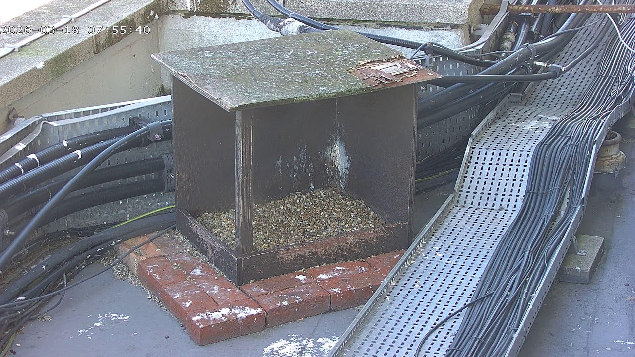 Peregrine falcons webcam 2026