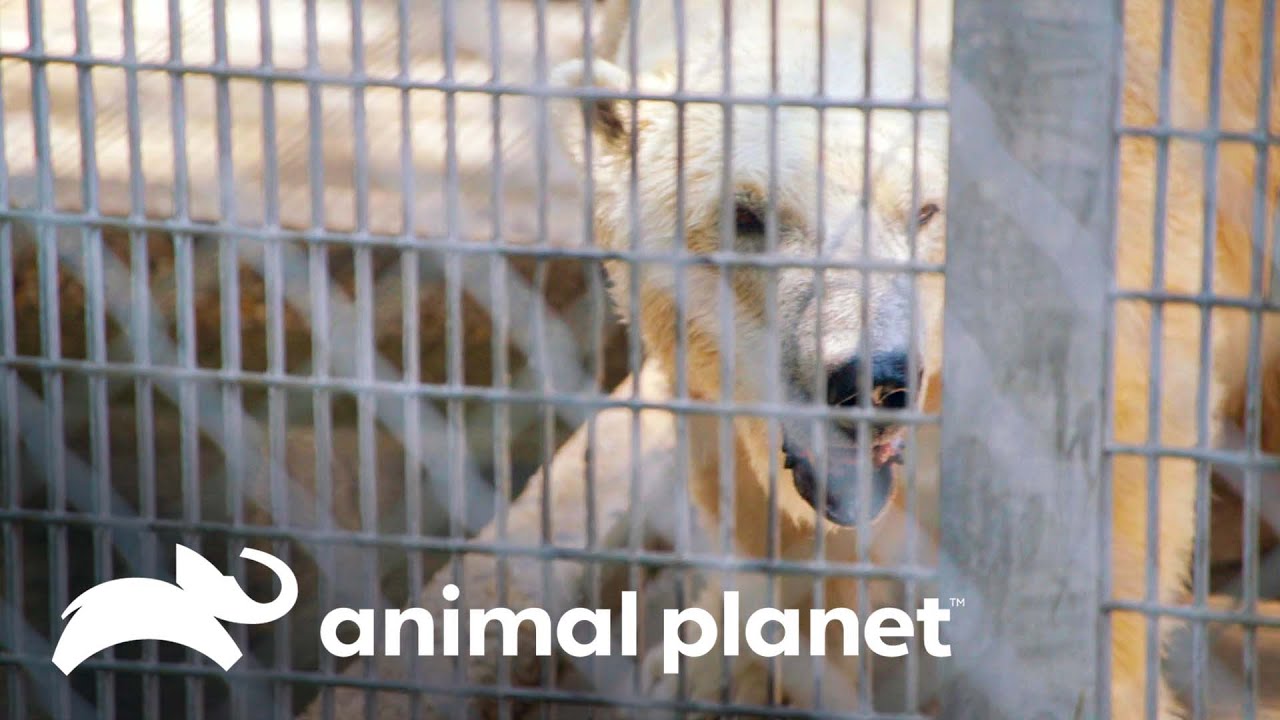 Modificar&aacute;n su espacio para que se mueva libremente | El Zool&oacute;gico del Bronx | Animal Planet