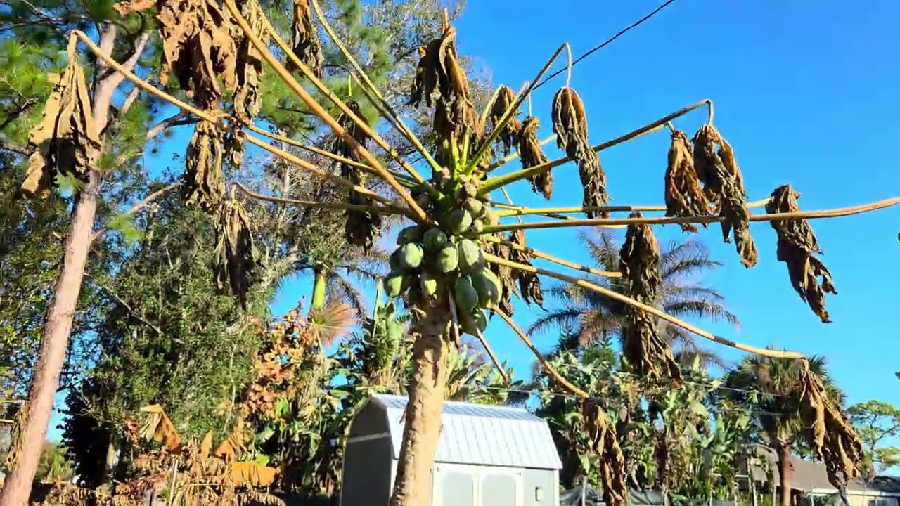 FLORIDA FREEZE KILLED EVERYTHING - DO I START OVER? 
