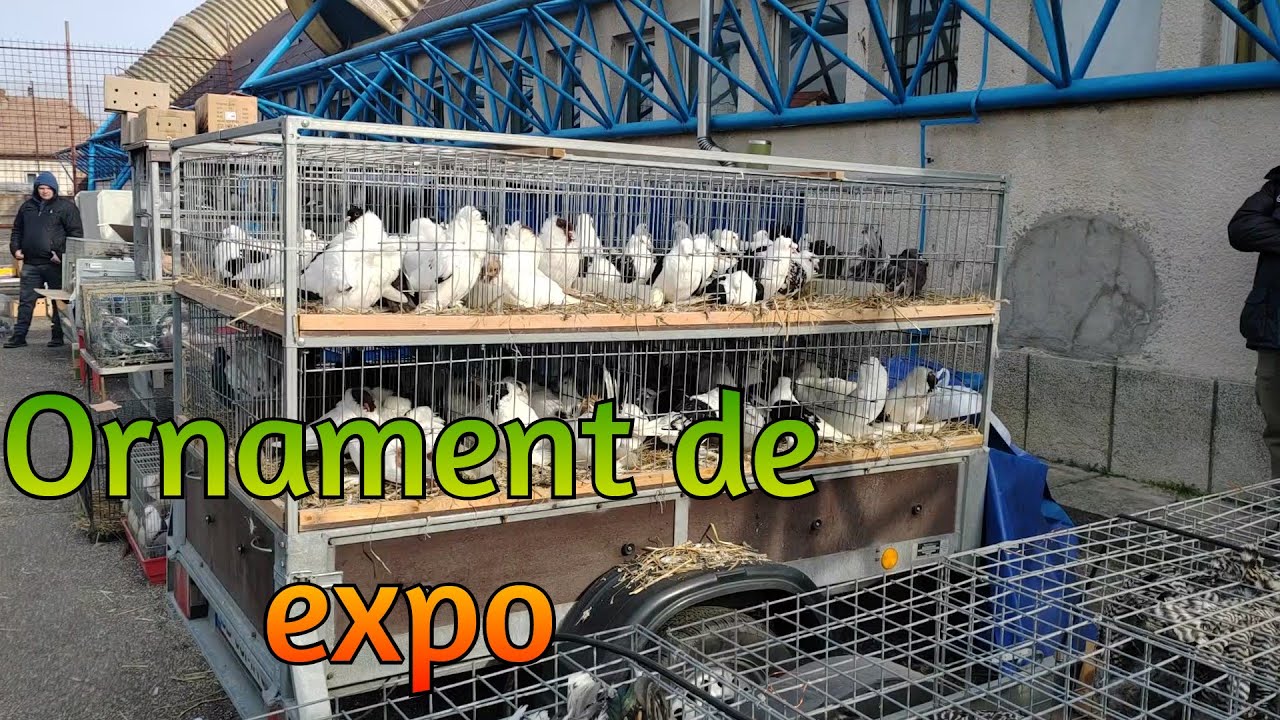 Targ porumbei si alte animale Sebes 02.02.2025 Part 2
