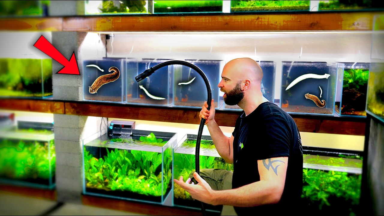 Planaria Infection, 100+ Plants, 5 New Shrimp Tanks, Steph Is Back