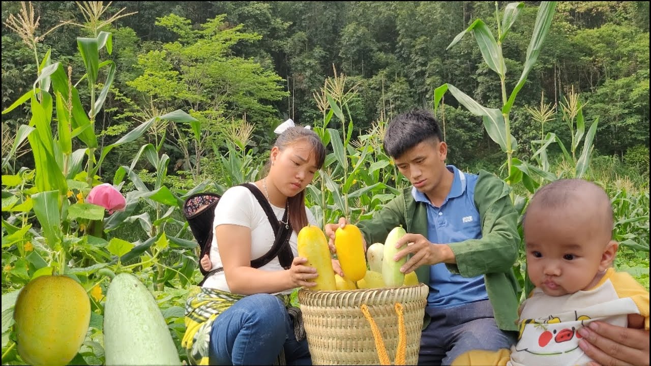 Chi Duyen's small family collects melons in the cornfield, during the first crop of the season