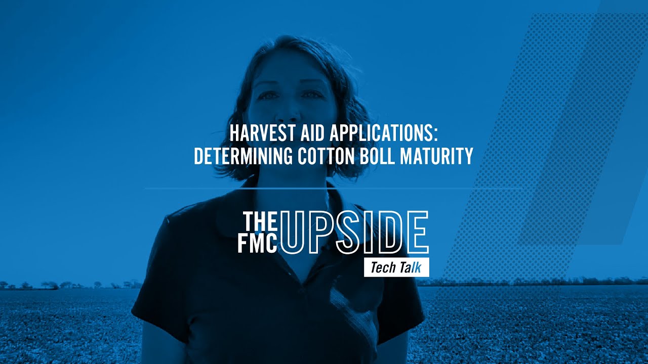 Determining Cotton Boll Maturity