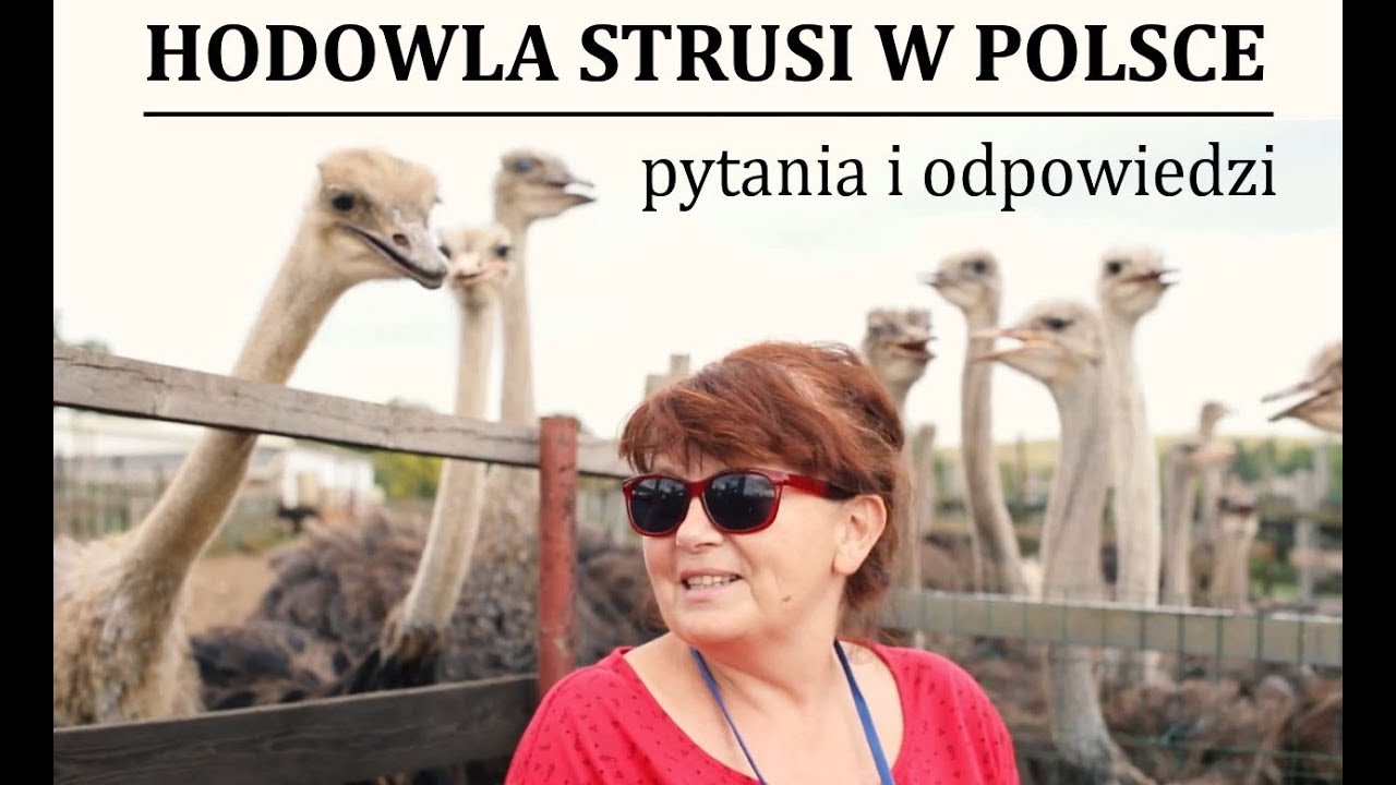 HODOWLA STRUSI W POLSCE - najczęściej zadawane pytania