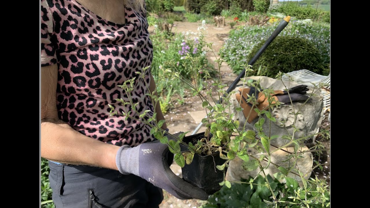 Stop weeding inefficiently - How to make the most of weeding.