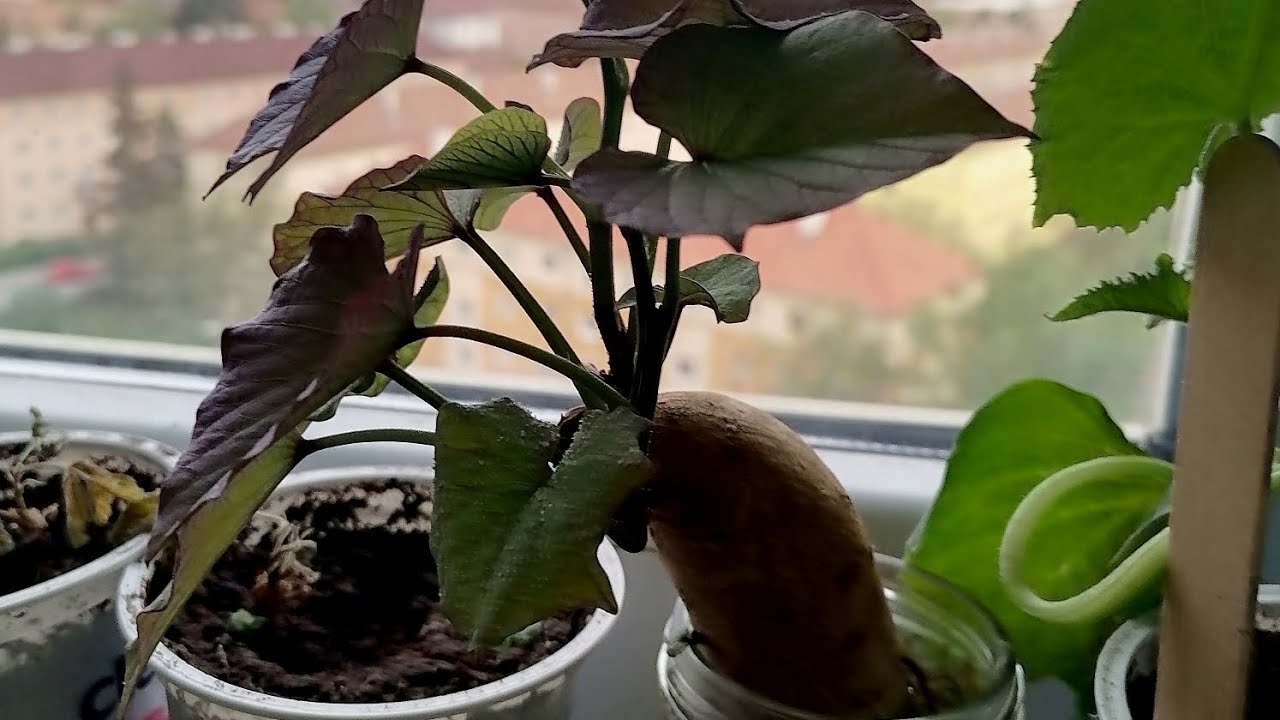 Pěstov&aacute;n&iacute; bat&aacute;t z bat&aacute;ty koupen&eacute; v obchodě, od kl&iacute;čen&iacute; po v&yacute;sadbu