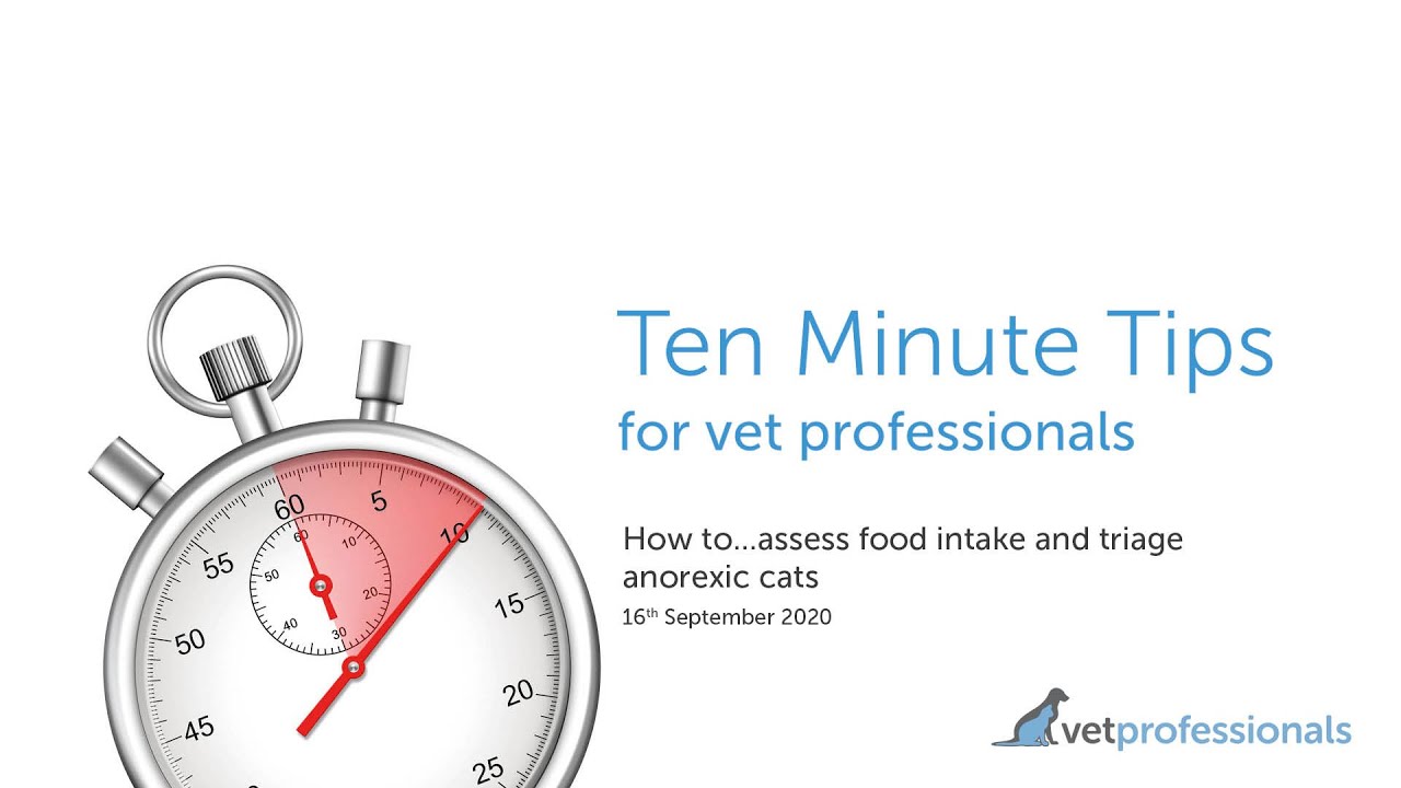 How to…assess food intake and triage anorexic cats – 16th September 2020