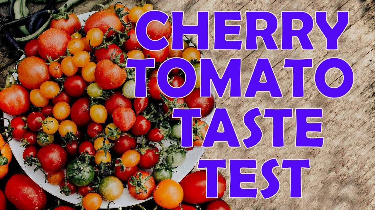 Tomato Taste Test Part 1 - Cherry Tomatoes - 8 Varieties for 2023. Any Showstoppers?