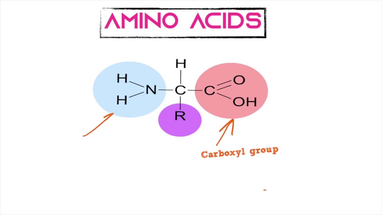 Topic 2: lipids and proteins