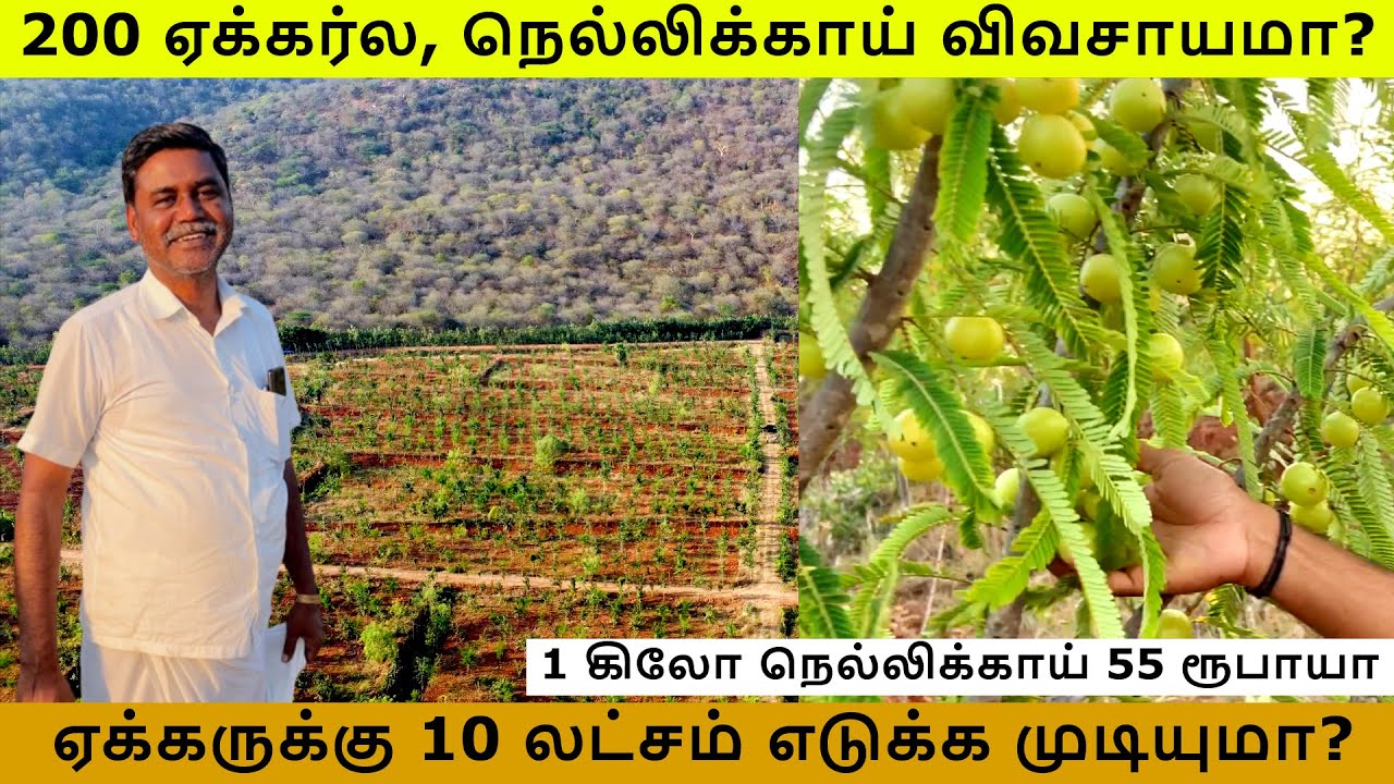 1 கிலோ நெல்லிக்காய் 55 ரூபாயா, ஏக்கருக்கு 10 லட்சம் எடுக்க முடியுமா? | Gooseberry Farming Tamil