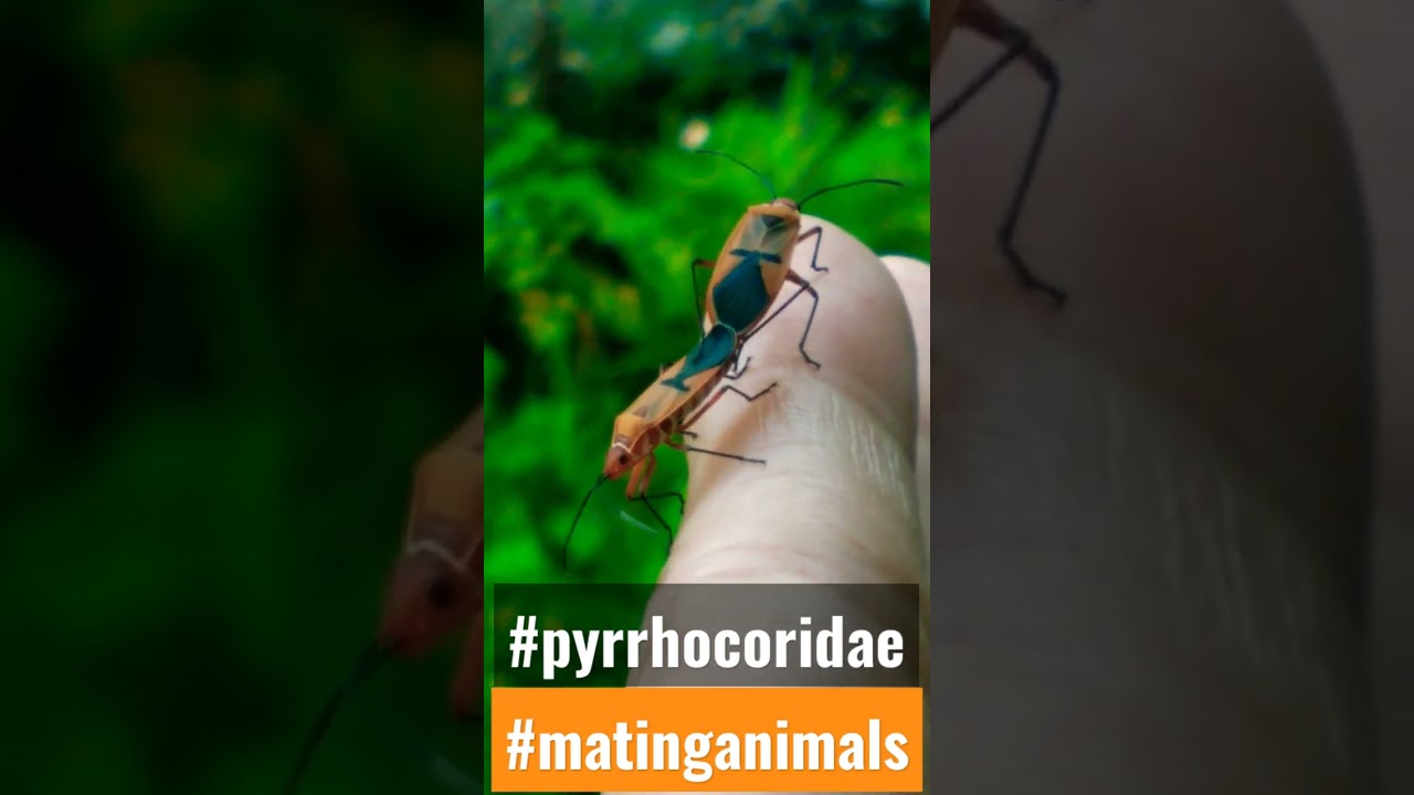 The mating of pyrrhocoridae.