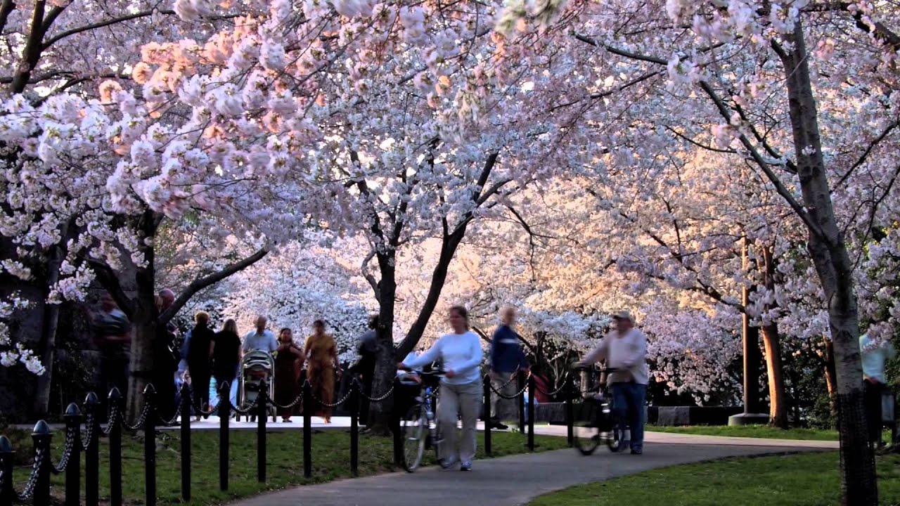 Washington, DC's Cherry Blossoms Are Here!