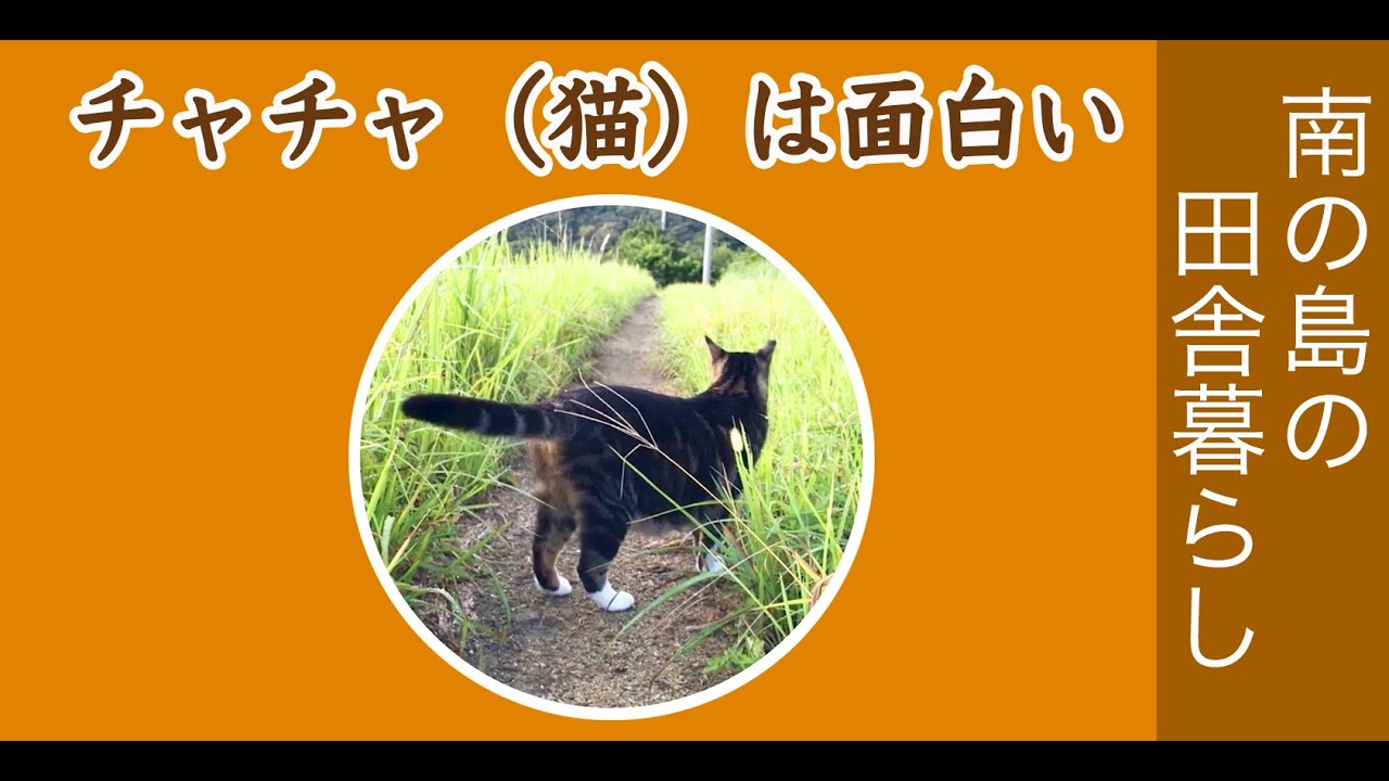 猫（チャチャ）は面白い。南の島で猫と暮らす。