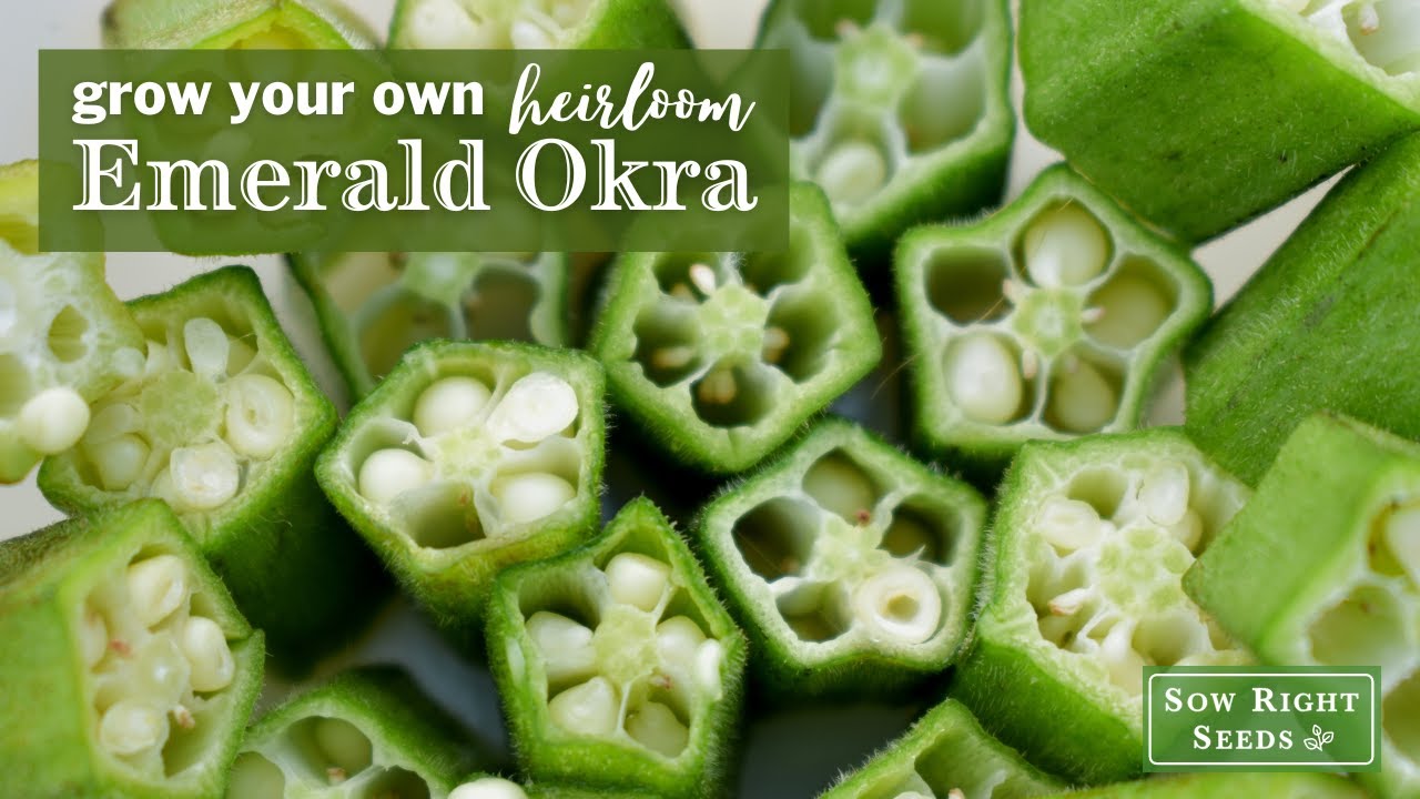 Sow Right Seeds | Emerald Okra