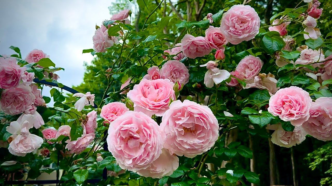 A Quiet Walk Through My Friend’s Rose Garden