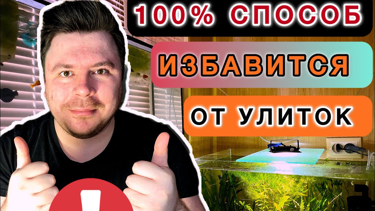 5 способов, как избавиться от улиток в аквариуме! 