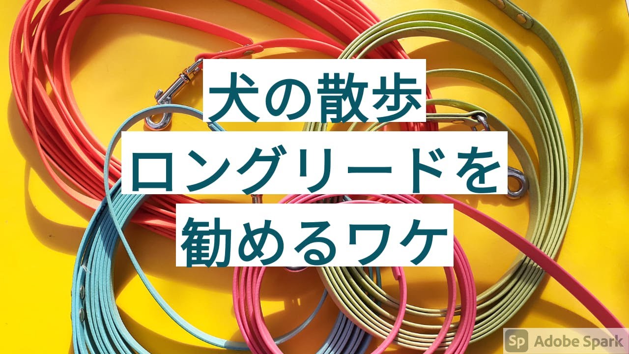 ロングリードを使って超絶小型犬の散歩を楽しむ 第29話[字幕あり]