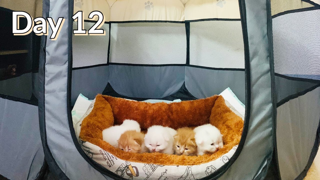 Day 12: How to Setup the Baby Kittens Playpen! - Day 12 of Day 100