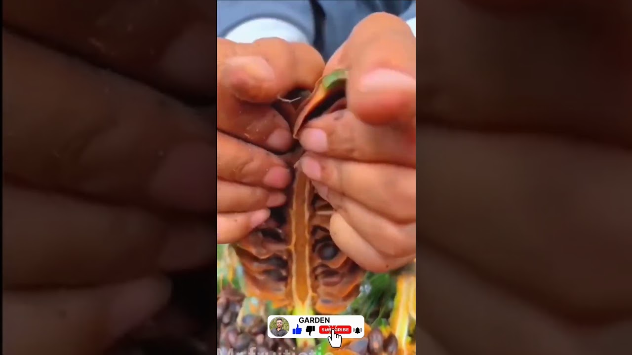 paradise seed