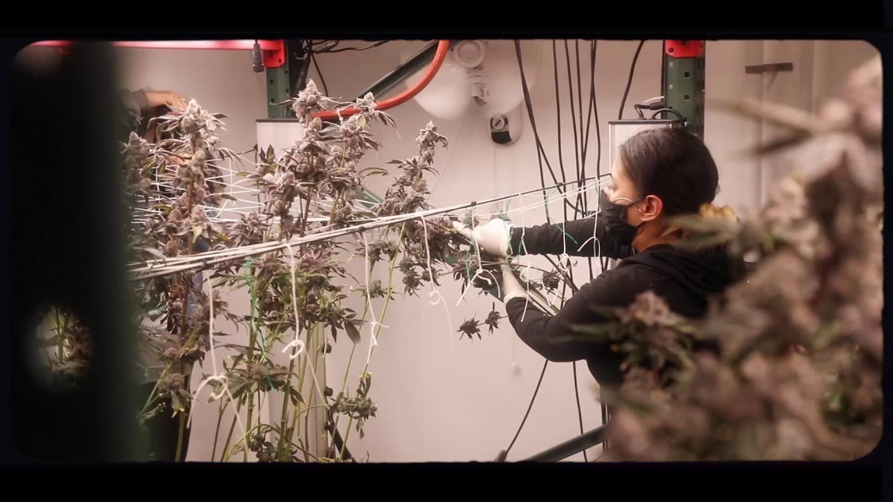 Headstash March 2021 Shittlez Strain Harvest