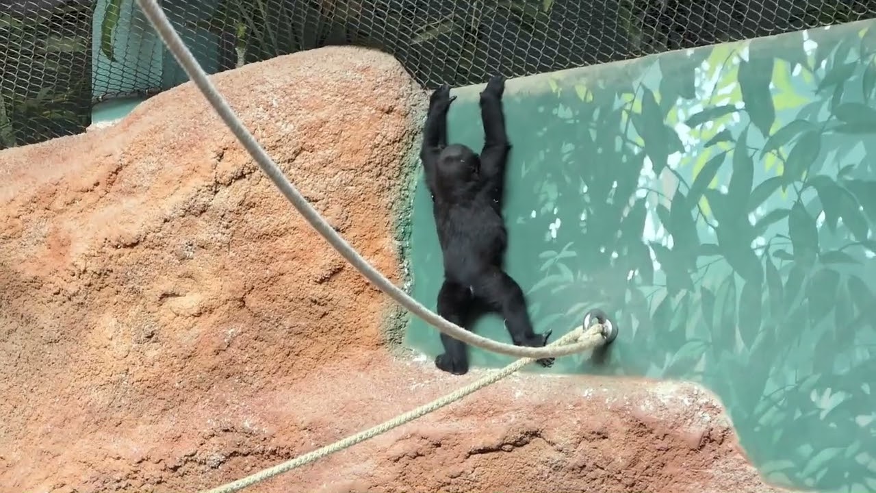 Mobi a Gaia na zídce