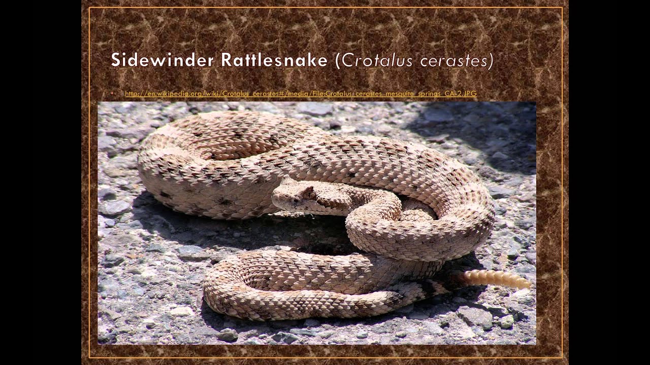 Examples of Venomous Snakes in the United States
