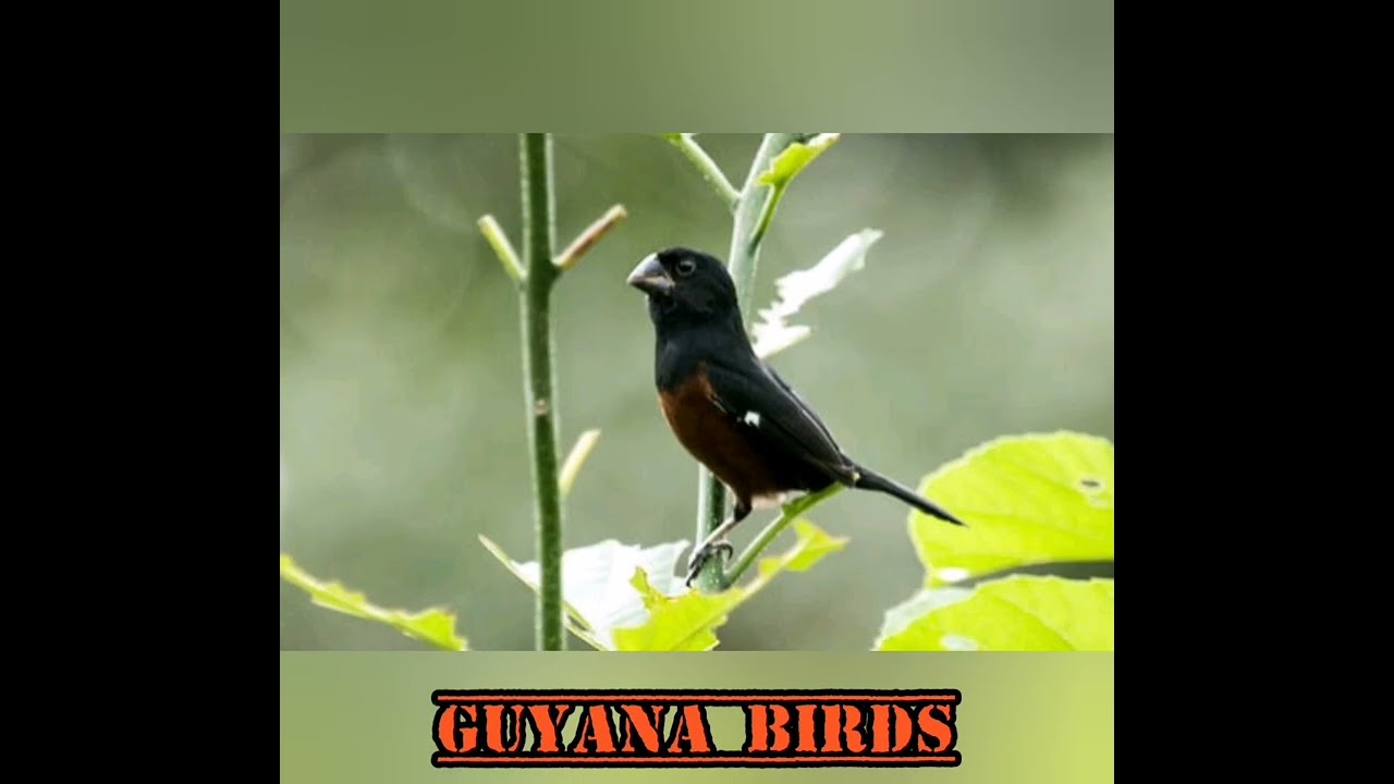 2024 Best Training Song For Towa Towa, Curio, Bullfinch, Chest_Bellied _Seed_Finch In Guyana